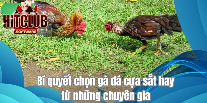 Bí quyết chọn gà đá cựa sắt hay từ những chuyên gia