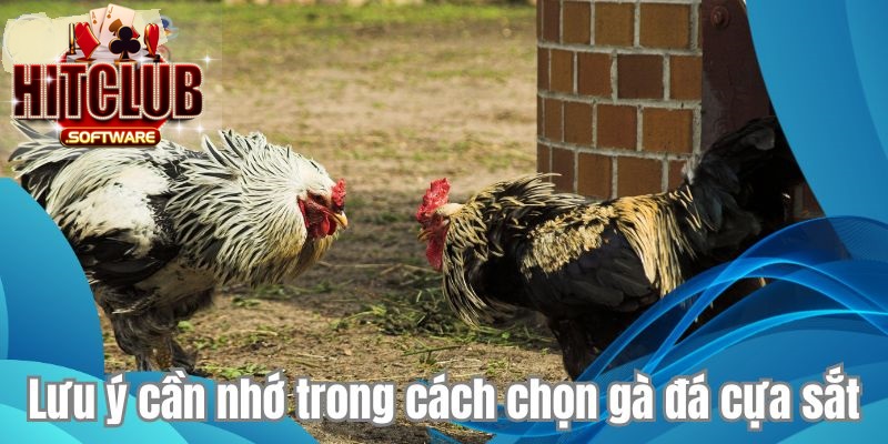 Lưu ý cần nhớ trong cách chọn gà đá cựa sắt